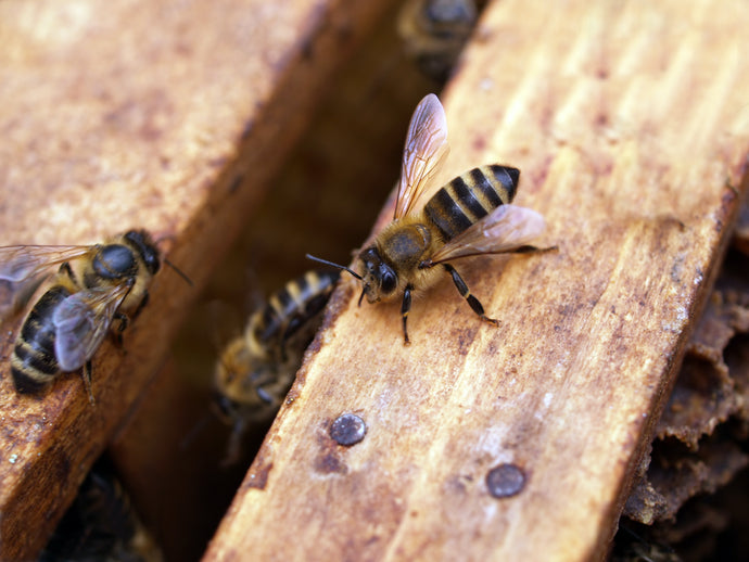 Was machen Bienen im Winter?