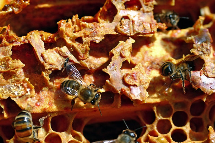 Questions and answers about propolis 